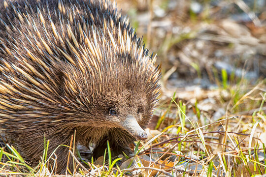 Short-beaked Echidna (Tachyglossus aculeatus)