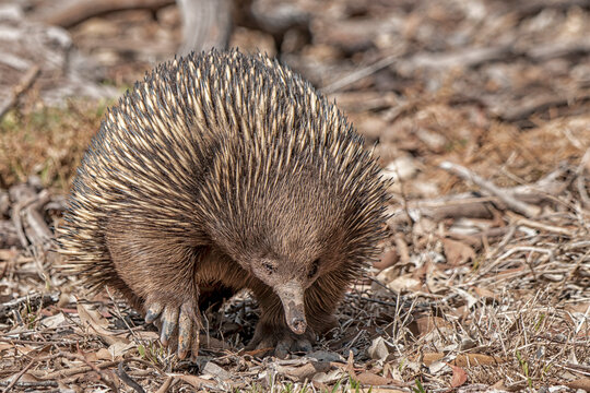 Short-beaked Echidna (Tachyglossus aculeatus)
