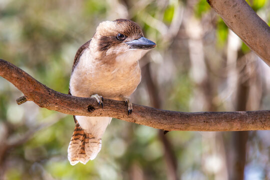 Laughing Kookaburra (Dacelo novaeguineae) 