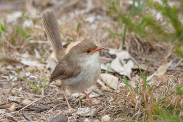 Young Superb Fairywren (Malurus cyaneus)