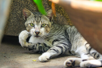 Close up photo of a gray domestic cat resting in the shade of pot in the garden.