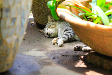 Close up photo of a gray domestic cat resting in the shade of pot in the garden.