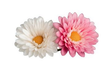 Pink and white daisies, a floral transparent background