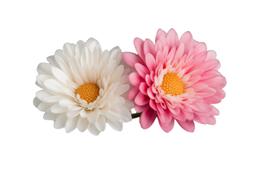 Pink and white daisies, a floral transparent background