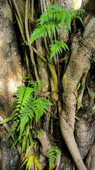 Ferns grow on a banyan tree trunk