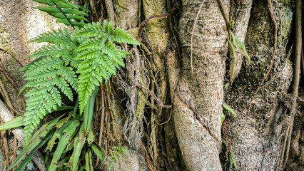 Ferns grow on a banyan tree trunk