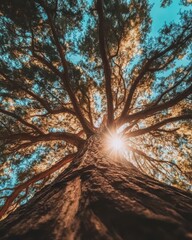 Obraz premium Majestic Low Angle View of a Sunlit Tree Canopy Against a Blue Sky.