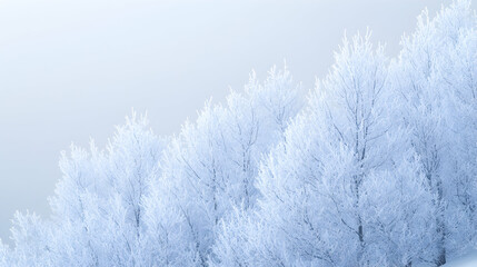 Frost-Covered Trees in Winter Wonderland, snow, ice, frozen, cold, winter landscape