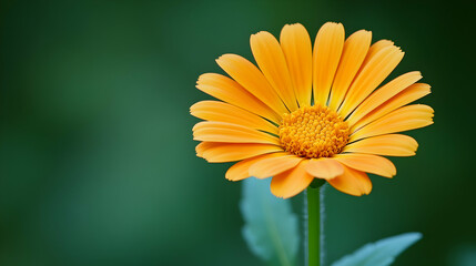 Obraz premium Vibrant Orange Flower on Green Background, bloom, blossom, petals, orange petals, calendula