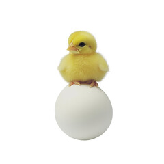 Easter egg hunt with chick outdoor spring celebration png image playful setting vibrant colors fun concept