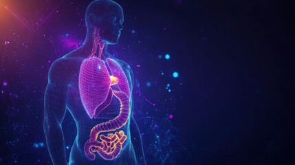 A digital illustration of the human body highlighting the respiratory and digestive systems.