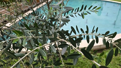 Obraz premium Olive tree in the garden