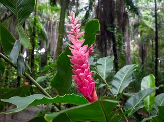 Obraz premium Flor Alpinia Purpurata Rosa em Meio à Floresta Tropical.