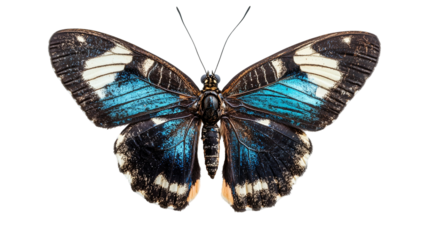 Majestic Butterfly with Vibrant Blue and Black Wings Isolated on Transparent Background 