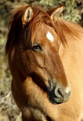 Fototapeta premium Portrait of a Wild Horse 