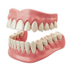 Obraz premium 3D model of human teeth and gums anatomy