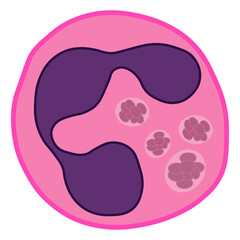 anaplasma phagocytophilum