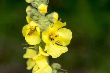 Dziewanna drobnokwiatowa (Verbascum thapsus L.)  © © Jakacki