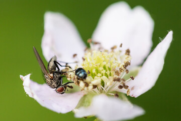 kwiat jeżyny i mucha, makro © © Jakacki