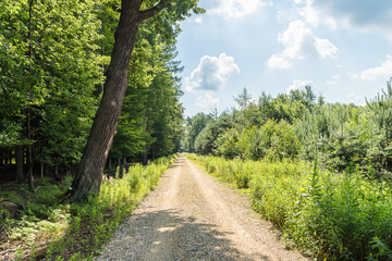 Droga leśna latem, las Baraniok