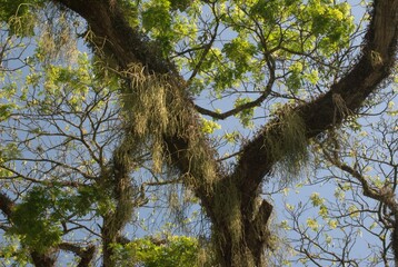 Obraz premium La naturaleza en el estado Miranda,muchisimos arboles centenarios y muchos rios que lo hacen un estado muy verde.