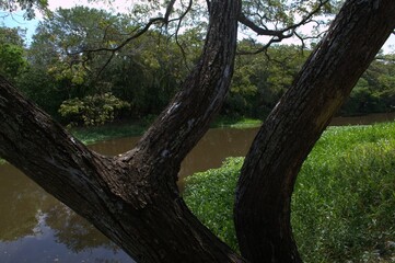 La naturaleza en el estado Miranda,muchisimos arboles centenarios y muchos rios que lo hacen un estado muy verde.