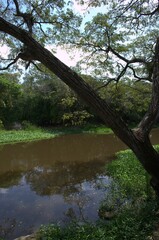 La naturaleza en el estado Miranda,muchisimos arboles centenarios y muchos rios que lo hacen un estado muy verde.