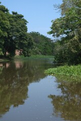 Fototapeta premium La naturaleza en el estado Miranda,muchisimos arboles centenarios y muchos rios que lo hacen un estado muy verde.