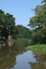 Fototapeta premium La naturaleza en el estado Miranda,muchisimos arboles centenarios y muchos rios que lo hacen un estado muy verde.