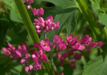 Flores en el estado Miranda.
Muchisimas flores silvestres que podemos encontrar en cualquier lugar,con muy bellos colores.