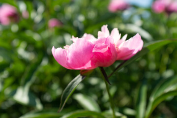 Pink peony bud, side view. A large peony flower for publication, design, poster, calendar, post, screensaver, wallpaper, postcard, banner, cover, website. High quality photo