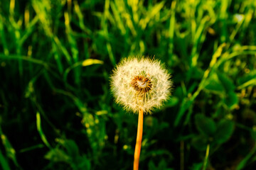 A fluffy dandelion on green field background with bloom dandelions, selective focus. Flower landscape for publication, design, poster, calendar, post, banner, cover, website. High quality photo