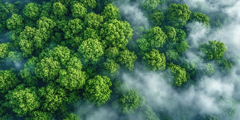 A mystical forest filled with towering ancient trees, enveloped in thick fog, with dappled sunlight streaming through the canopy.