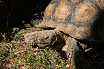 Obraz premium Sucata tortoise on the ground, closeup, animal