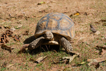 Sucata tortoise on the ground, closeup, animal