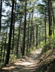 Obraz premium Forest trail winding through tall trees in a serene natural setting during daylight hours. Generative AI
