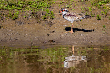 Black-fronted Dotterel (Elseyornis melanops)