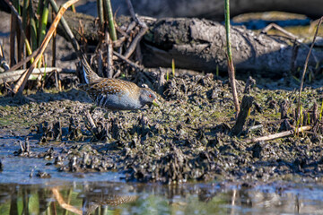 Australian Spotted Crake (Porzana fluminea)