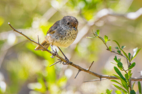 Brown Thornbill (Acanthiza pusilla)