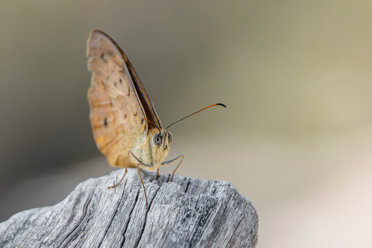 Common Brown Butterfly (Heteronympha merope)