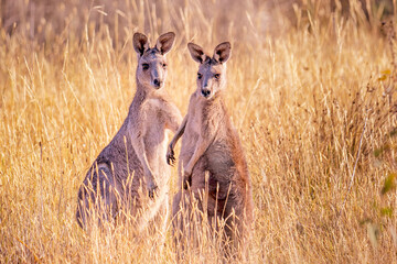 Eastern Grey Kangaroo (Macropus giganteus) © Andrew