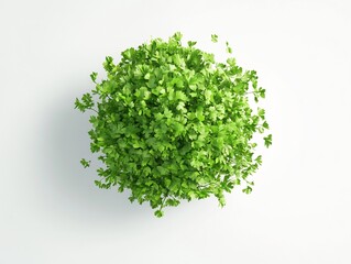 Obraz premium Lush green parsley plant viewed from above soft light. AI Generated