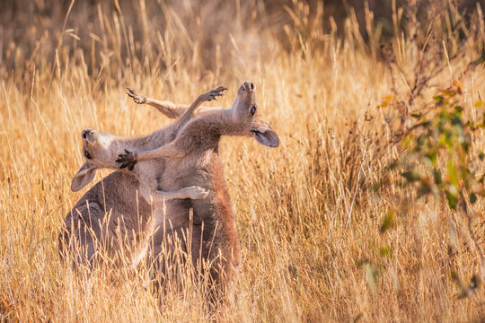 Eastern Grey Kangaroo (Macropus giganteus) playfighting