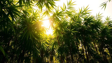 Sunlit Bamboo Grove with Vibrant Green Leaves