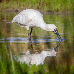 Obraz premium Royal Spoonbill (Platalea regia)
