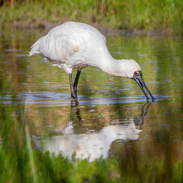 Royal Spoonbill (Platalea regia)