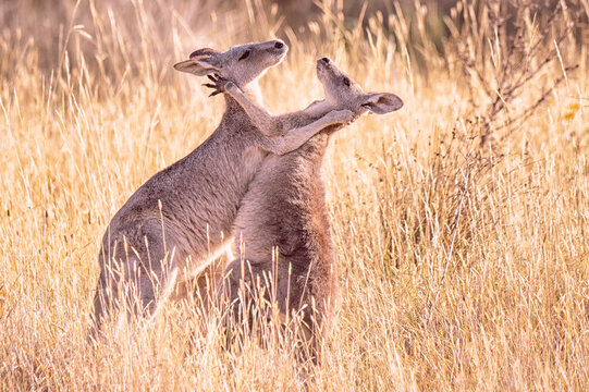 Eastern Grey Kangaroo (Macropus giganteus) playfighting