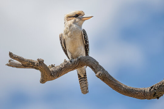Laughing Kookaburra (Dacelo novaeguineae) 