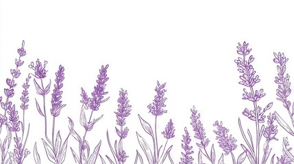 Naklejka premium 55.Lavender Line Art. Botanical Background trendy minimalist lavender. Hand drawn floral border background template. Floral Line Art Illustration. Lavender Border Outline. Luxury Line Floral Art