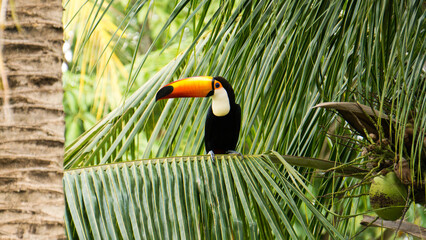 Toco toucan (Ramphastos toco) sitting on a coconut branch. Três Lagoas, Mato Grosso do Sul, Brazil © RicardoOL